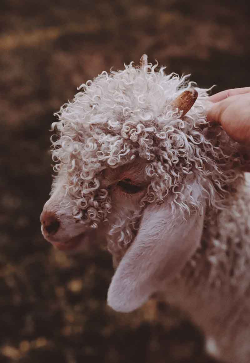 mouton merinos